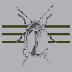 Beetle Design